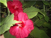 a75c0c52-Picture 010.jpg